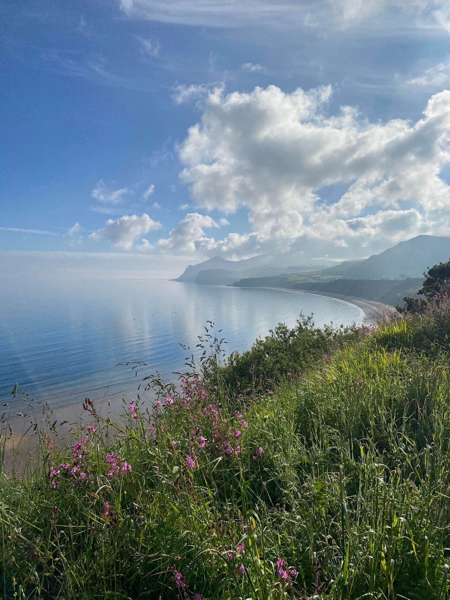 View from patch